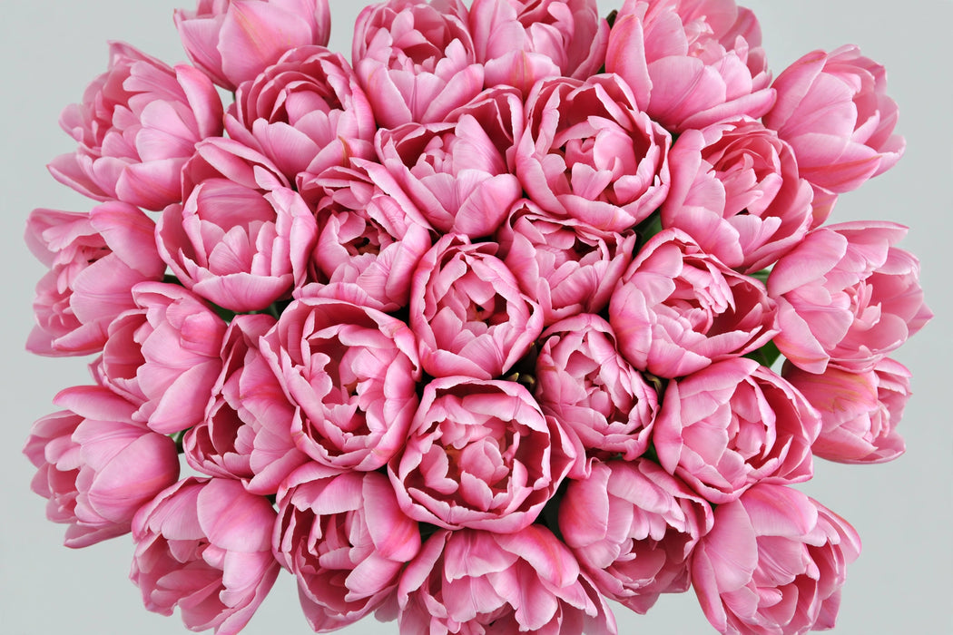 Tulip Collective - Double Beth Hart Ex - Pink - 150 Stems