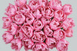 Tulip Collective - Double Beth Hart Ex - Pink - 150 Stems