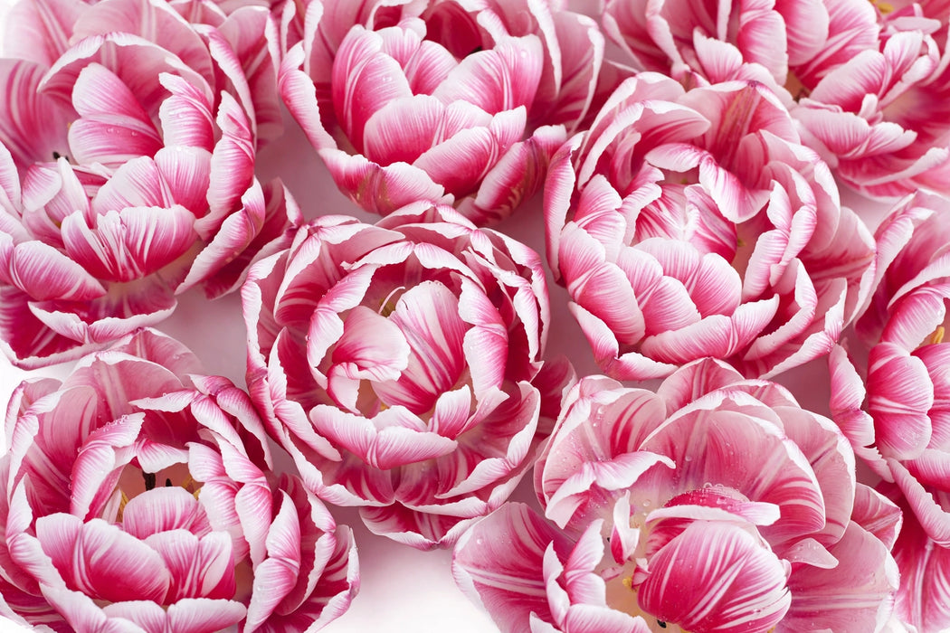 Tulip Collective - Double Columbus Ex - Pink/White Striped - 150 Stems