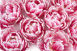 Tulip Collective - Double Columbus Ex - Pink/White Striped - 150 Stems