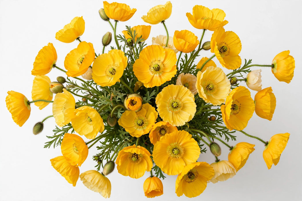 Next Day Delivery - PAPAVER YELLOW 50cm 10st - Yellow - 120 Stems [LIMITED]