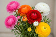 Ranunculus Flower Collection - Ranunculus Assorted 30 Hot Pink 30 Orange +10 Red 20 White 30 Yellow 50-60CM (120 STEMS / BX)