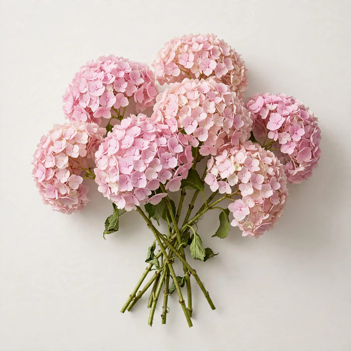 Premier Hydrangea Collection - Hydrangea Light Pink - 40 Stems/Box