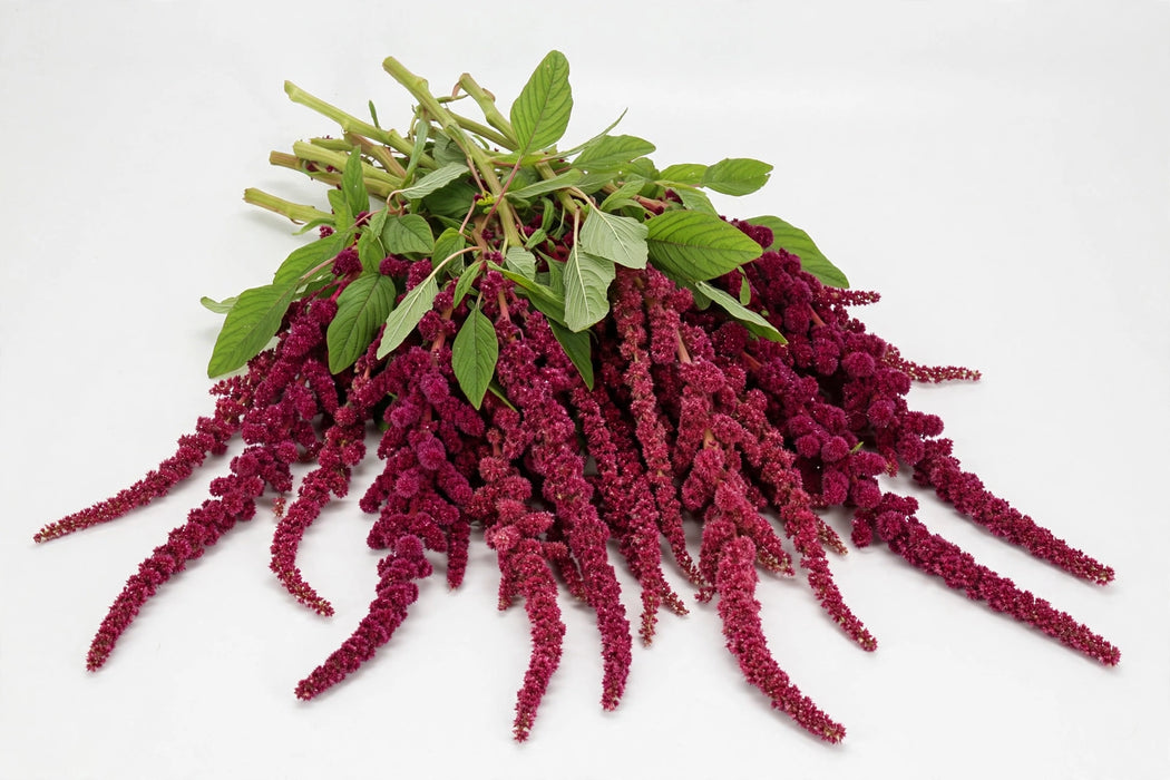 The Dutch Collection - Amaranthus Rosary 80CM 60ST/BX
