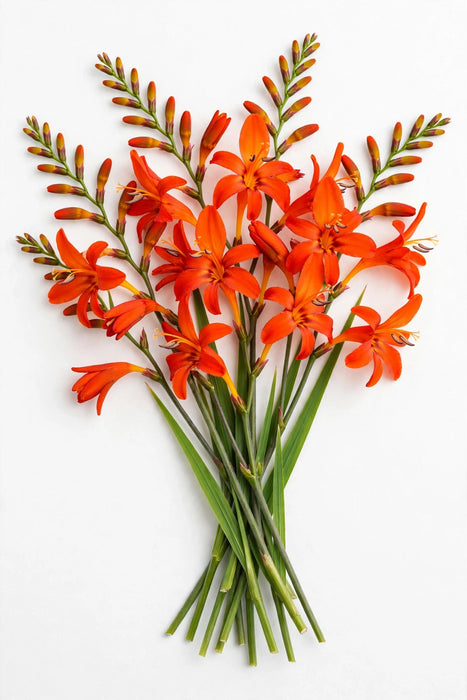 The Dutch Collection - Crocosmia Berry Orange Red 65CM 100ST/BX