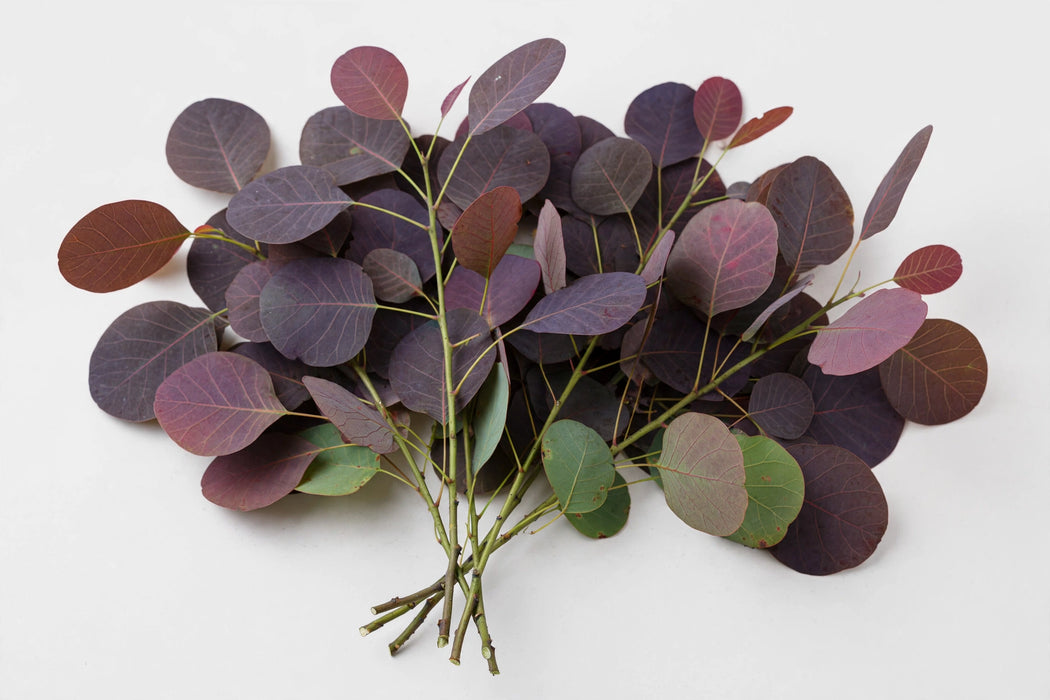 The Dutch Collection - Cotinus Leaf 50CM 100ST/BX