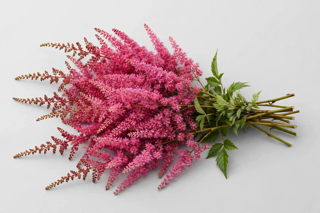 The Dutch Collection - Astilbe Paul Gaarder 50CM 120ST/BX