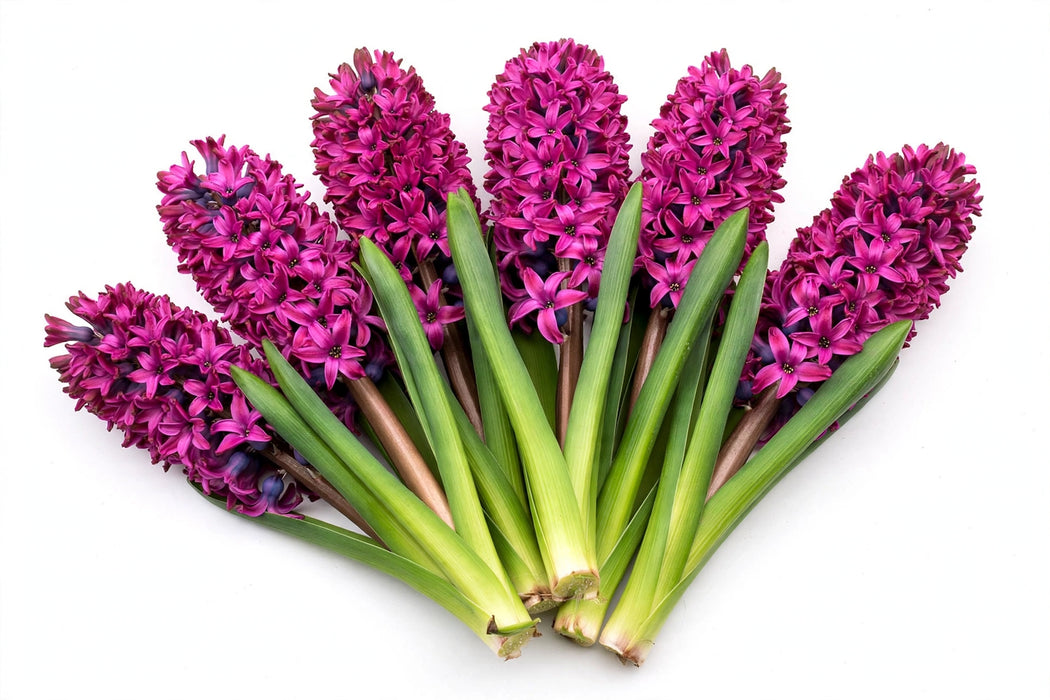 The Dutch Collection - Hyacinth Cerise Woodstock EX 100ST/BX