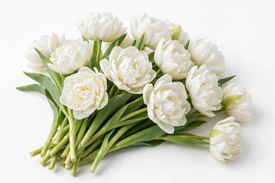 The Dutch Collection - Tulip Double Northcap White 150ST/BX
