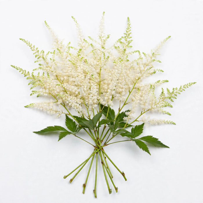 The Dutch Collection - Astilbe Washington 50CM 120ST/BX