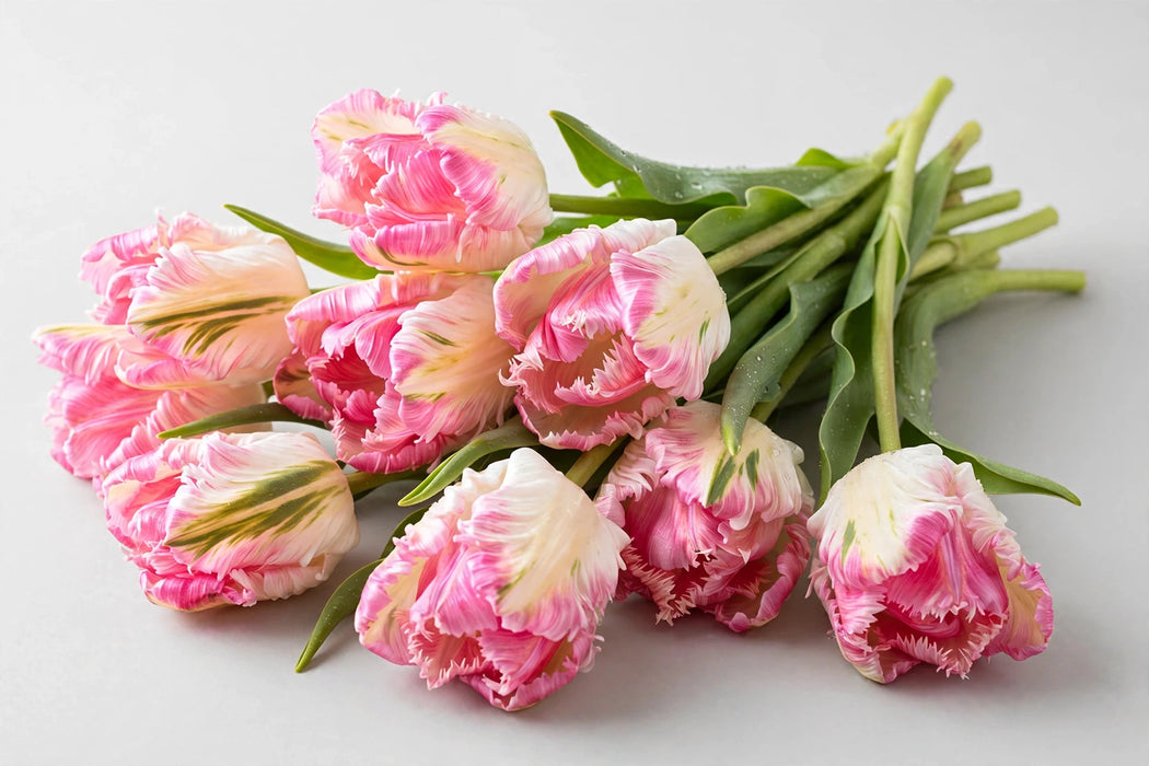 The Dutch Collection - Tulip Cabanna Parrot 150ST/BX