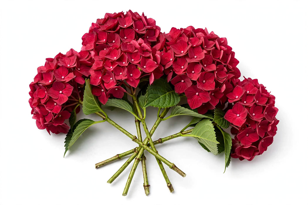 The Dutch Collection - Hydrangea Ruby Red Classic 40CM 30ST/BX