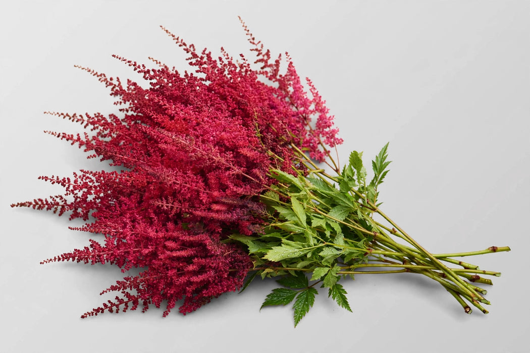 The Dutch Collection - Astilbe Paul Gaarder 45CM 120ST/BX