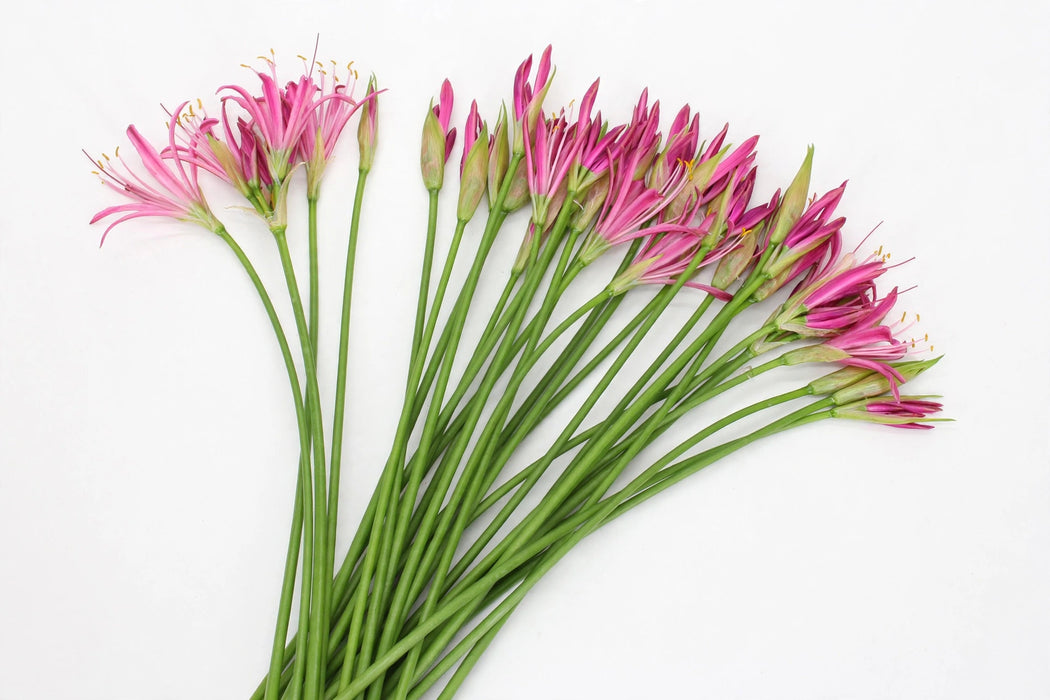 The Dutch Collection - Nerine Ras Van Roon 70CM 100ST/BX