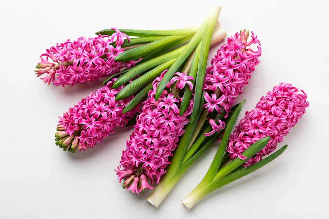The Dutch Collection - Hyacint Hot Pink Johanna EX 100ST/BX