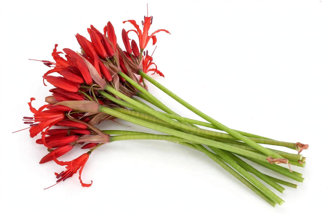 The Dutch Collection - Nerine Lydia 40CM 100ST/BX