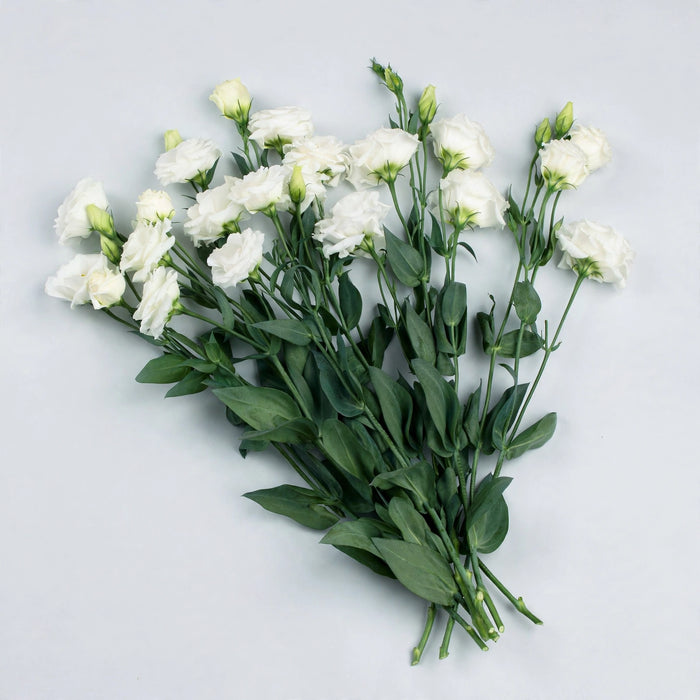 The Dutch Collection - Lisianthus Rosita White 70CM 50ST/BX