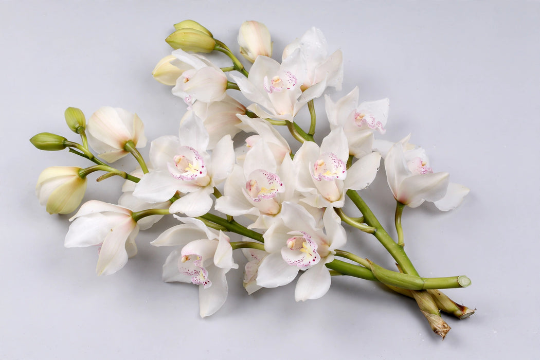 The Dutch Collection - Cymbidium White Snowcastle 8/11 10ST/BX