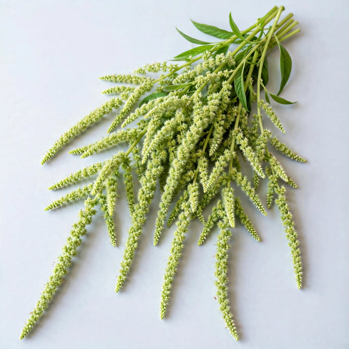 The Dutch Collection - Amaranthus Green Spider 80CM 60ST/BX