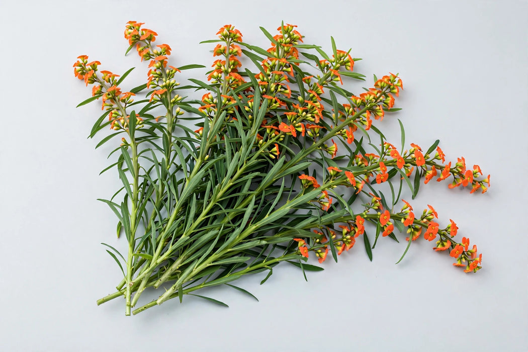 The Dutch Collection - Euphorbia Sunstream 80CM 60ST/BX