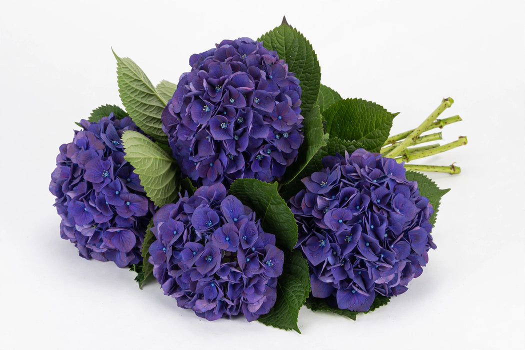 The Dutch Collection - Hydrangea Royal King Classic 40CM 30ST/BX