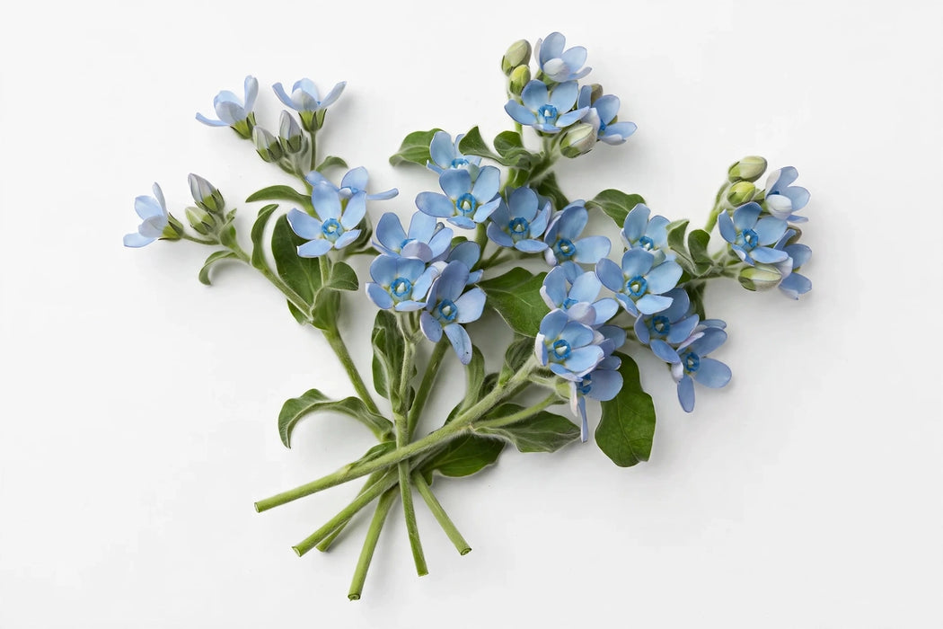 The Dutch Collection - Tweedia Blue 45CM 120ST/BX