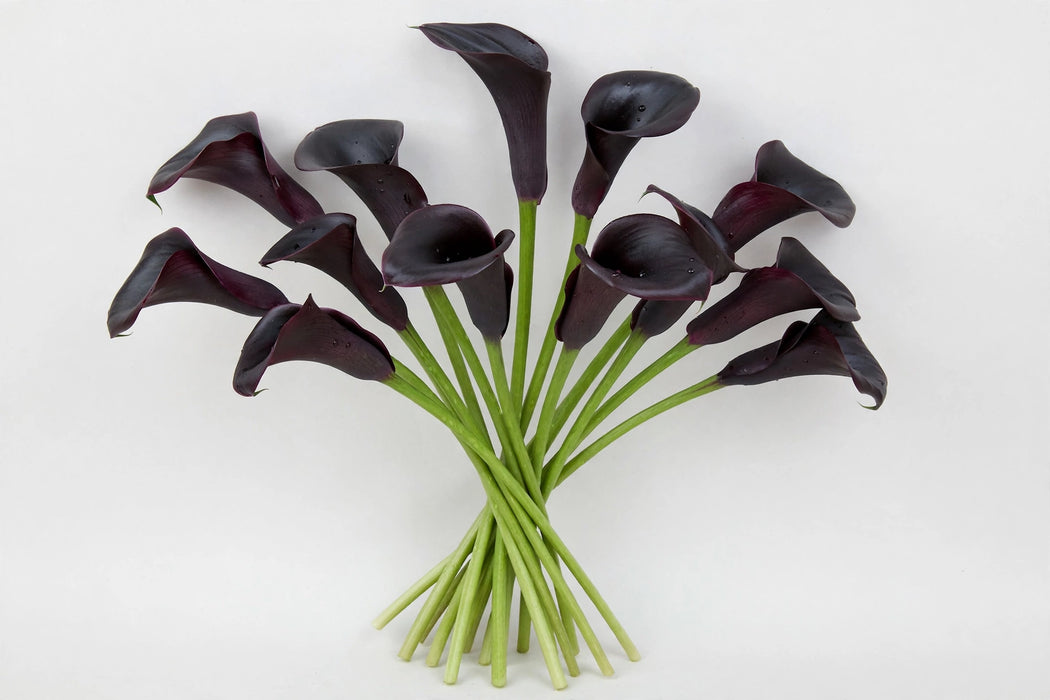 The Dutch Collection - Calla Mini Cantor 45CM 80ST/BX