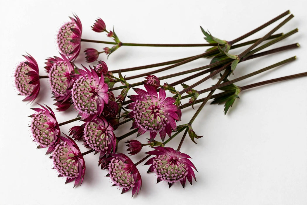 The Dutch Collection - Astrantia Star Of Love 50CM 150ST/BX