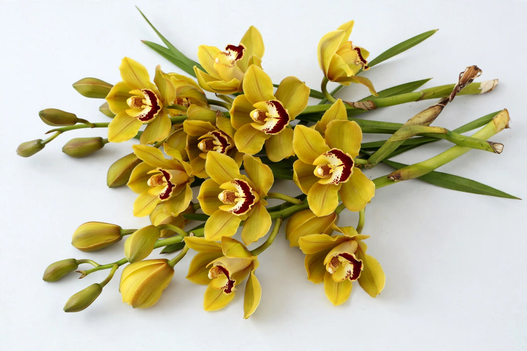 The Dutch Collection - Cymbidium Dark Yellow Esther 8/11 10ST/BX