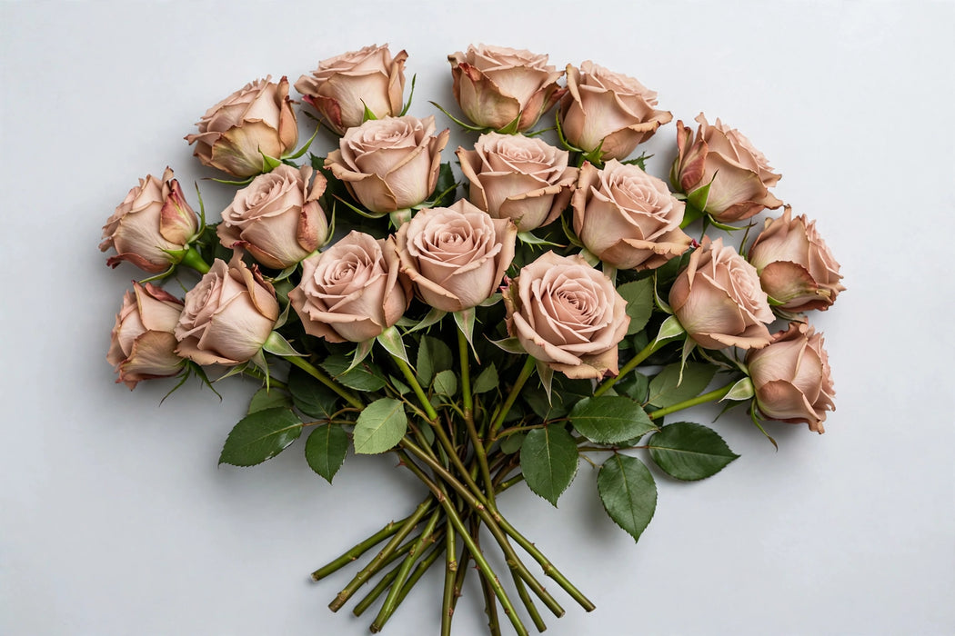 The Dutch Collection - Rose Cappuccino 40CM 120ST/BX