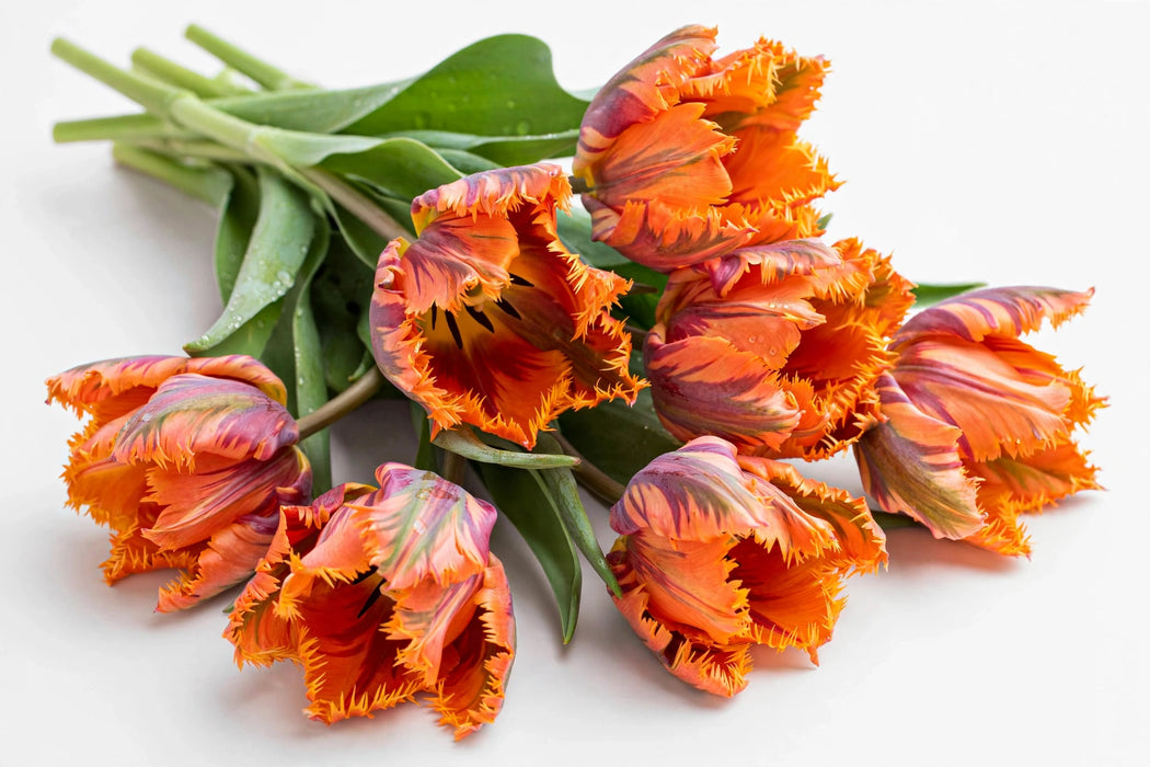 The Dutch Collection - Tulip Prinses Irene Parrot 150ST/BX