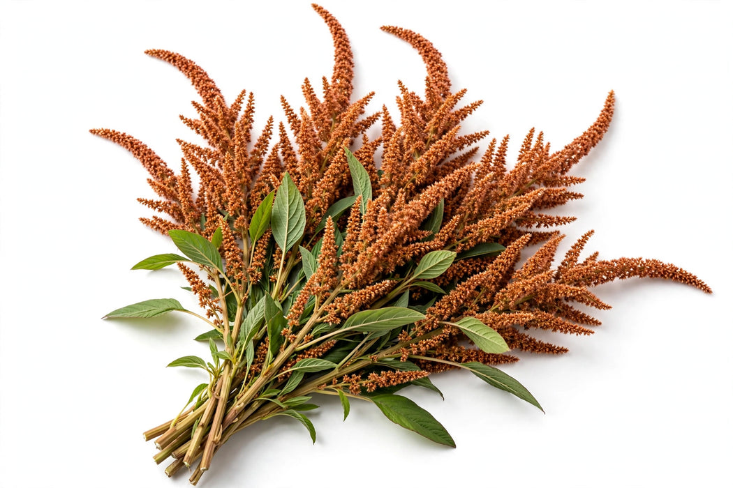 The Dutch Collection - Amaranthus Hot Biscuit 70CM 80ST/BX