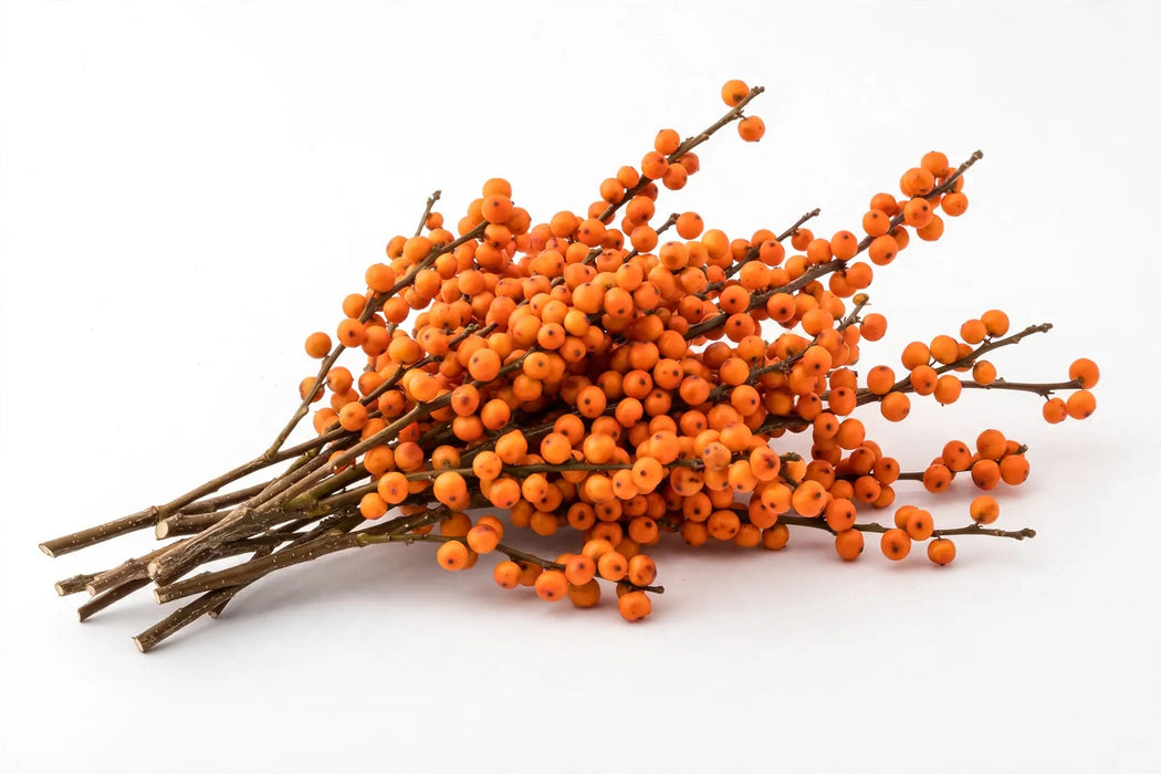 The Dutch Collection - Ilex Oudijk Orange 40CM 80ST/BX