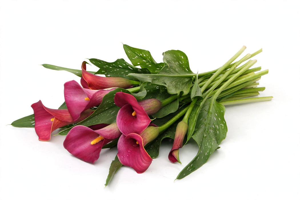 The Dutch Collection - Calla Mini Amazone 40CM 80ST/BX
