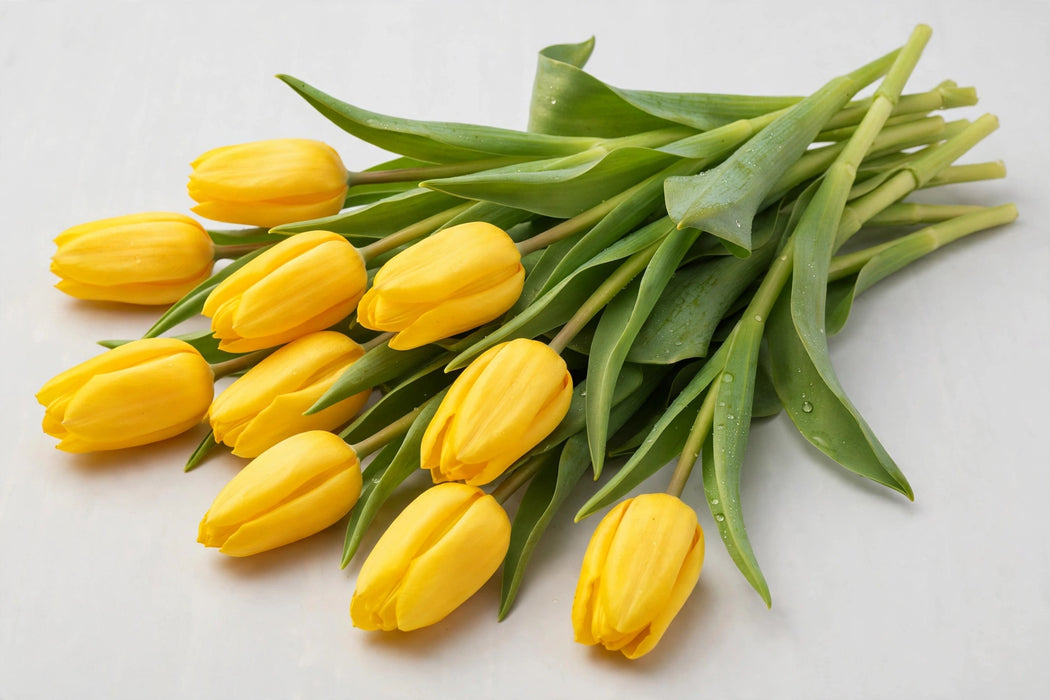 The Dutch Collection - Tulip Single Strong Gold 150ST/BX