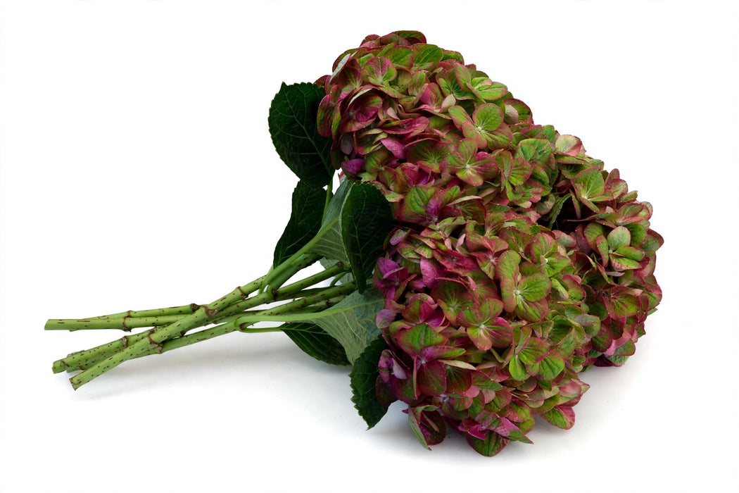 The Dutch Collection - Hydrangea Antique Green/red 50CM 30ST/BX