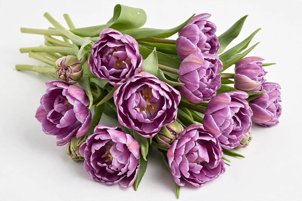 The Dutch Collection - Tulip Double Voque 150ST/BX