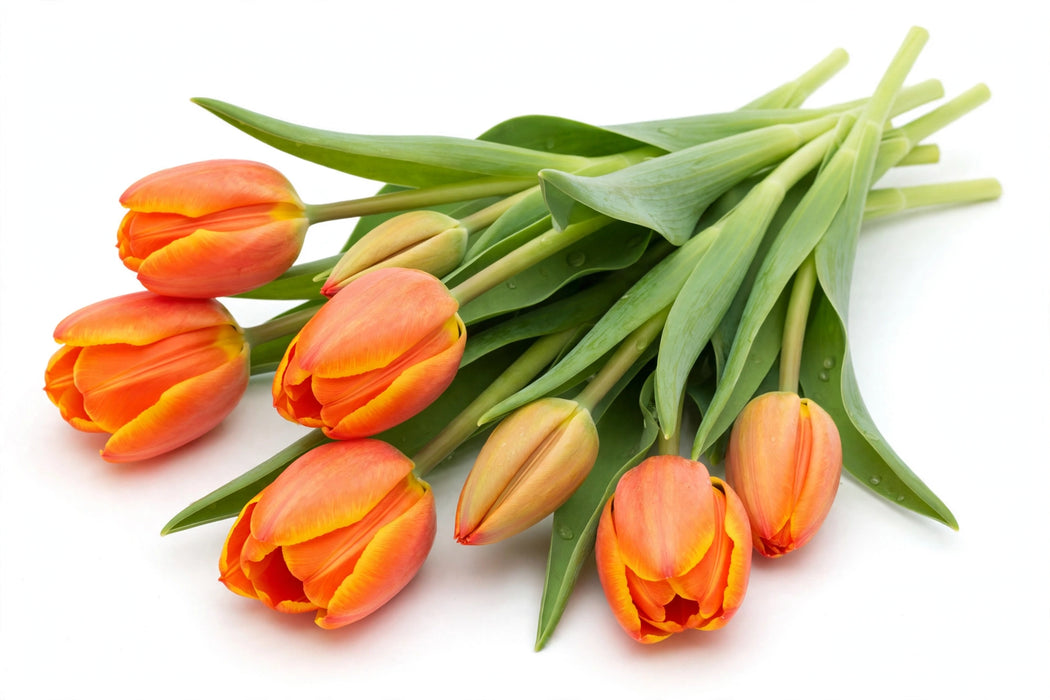 The Dutch Collection - Tulip Single Orange Juice EX 150ST/BX
