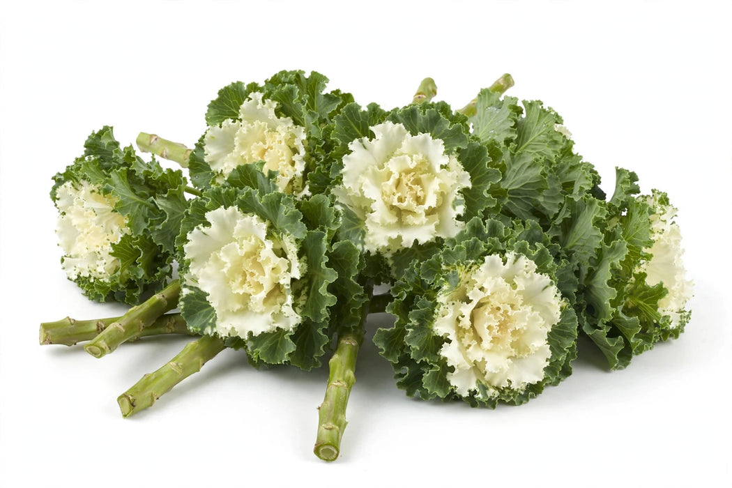 The Dutch Collection - Brassica Ruffle White 60CM 60ST/BX