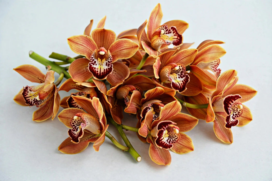 The Dutch Collection - Cymbidium Robin Hood 8/11 10ST/BX