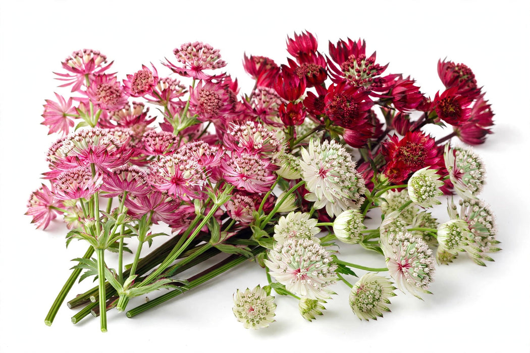The Dutch Collection - Astrantia Assorted 50CM 150ST/BX