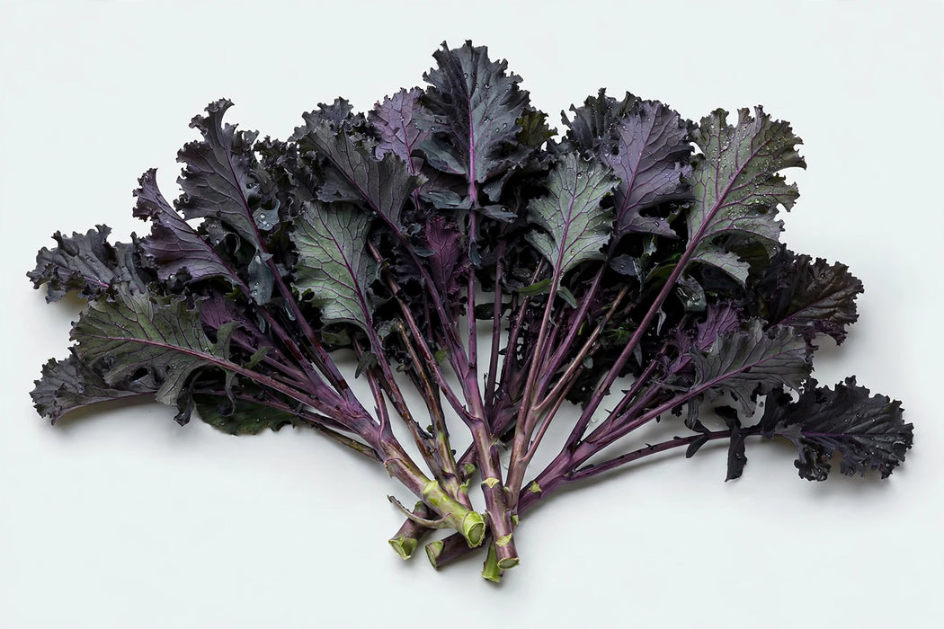 The Dutch Collection - Brassica Black Leaf 70CM 60ST/BX