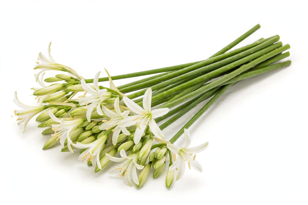 The Dutch Collection - Nerine Biancaneve 60CM 100ST/BX