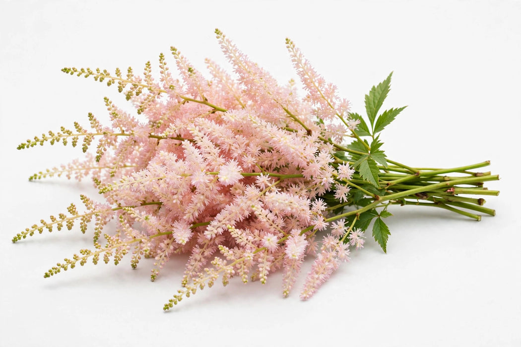 The Dutch Collection - Astilbe Europa 50CM 120ST/BX