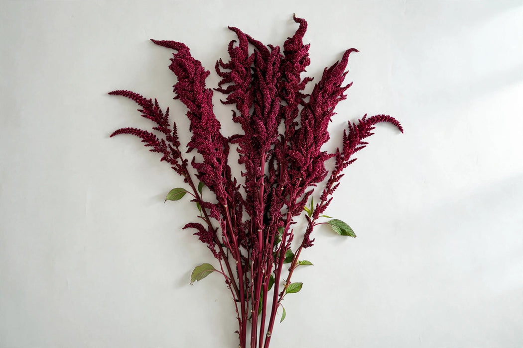 The Dutch Collection - Amaranthus Upright Red 60CM 100ST/BX