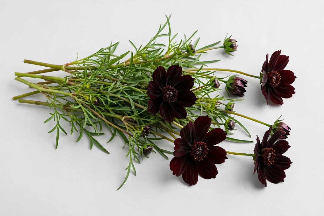 The Dutch Collection - Cosmos Black Beauty Procona 200ST/BX