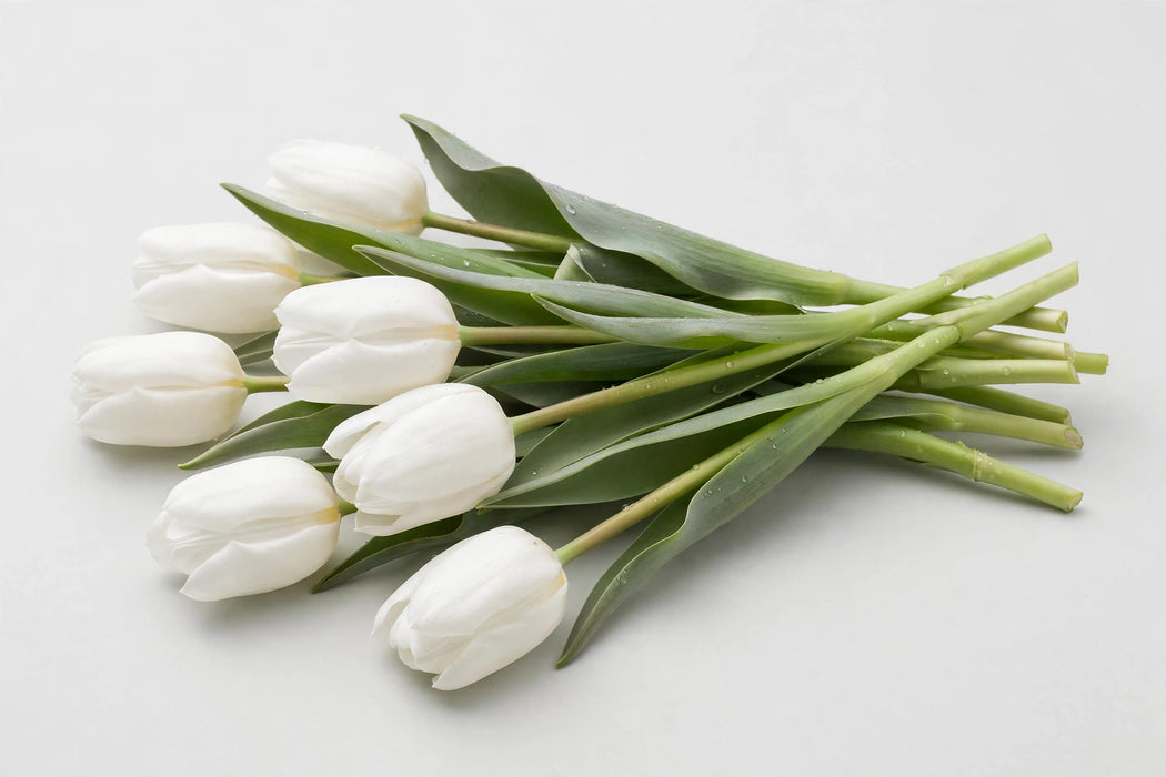 The Dutch Collection - Tulip Single Royal Virgin 150ST/BX