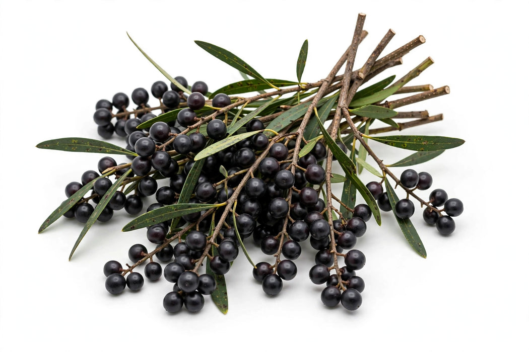 The Dutch Collection - Ligustrum Berry 50CM 90ST/BX