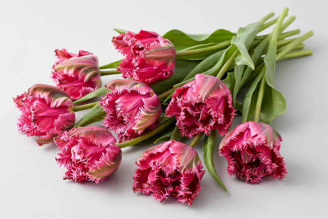 The Dutch Collection - Tulip Cerise Parrot 150ST/BX
