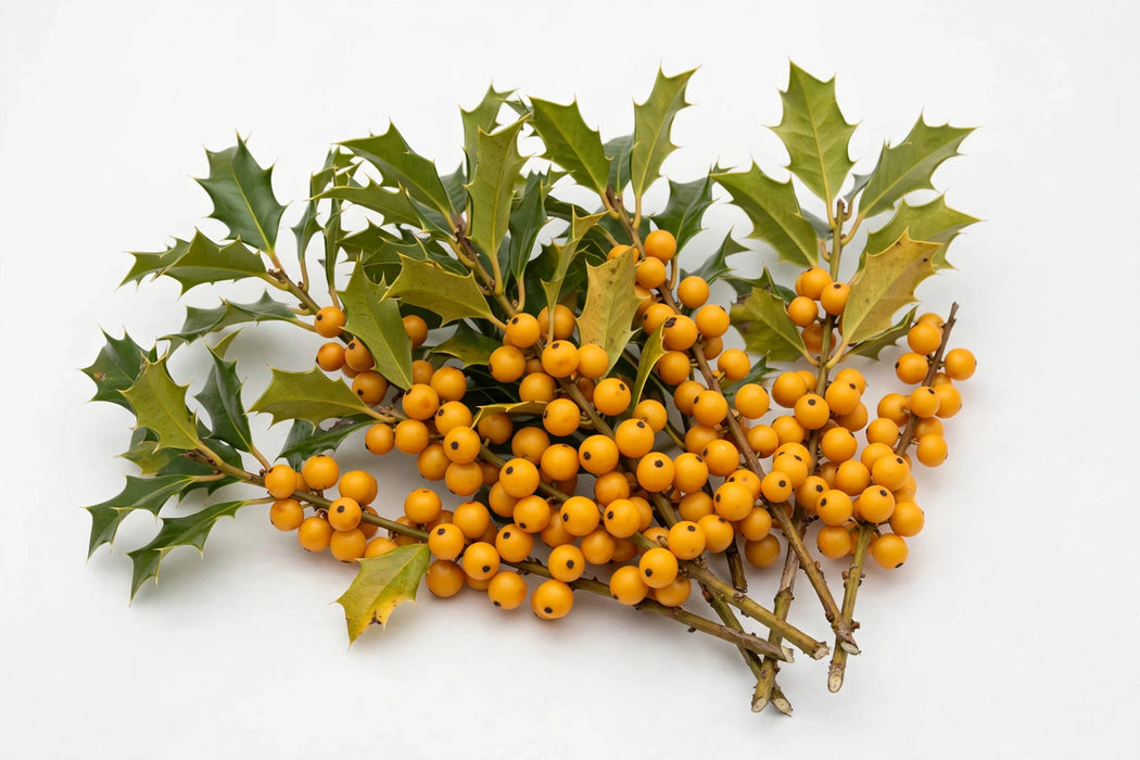 The Dutch Collection - Ilex Golden Verboom 40CM 80ST/BX
